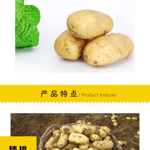 山东新鲜大土豆批发5 10斤现挖现发精品黄皮大土豆洋芋马铃薯